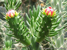 Load image into Gallery viewer, Eve's Pin, Austrocylindropuntia subulata,