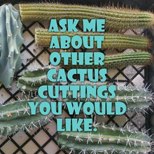 Load image into Gallery viewer, Cereus repandus / Cereus peruvianus