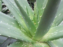 Load image into Gallery viewer, Organic Aloe Vera, Aloe, aloe barbadensis, cactus, succulent, live plant, red flower