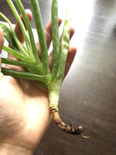 Load image into Gallery viewer, Organic Aloe Vera, Aloe, aloe barbadensis, cactus, succulent, live plant, red flower