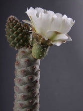 Load image into Gallery viewer, Tephrocactus articulatus v inermis, Pine Cone Cactus, Cactus, succulent