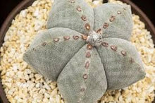 Load image into Gallery viewer, Bishop's cap, Astrophytum myriostigma