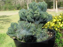 Load image into Gallery viewer, Ming Thing, Cereus Forbesii Monstrose