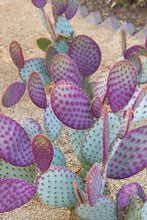 Load image into Gallery viewer, Santa Rita Prickly Pear cactus, Opuntia Violacea, Prickly Pear, live plant, cactus, succulent
