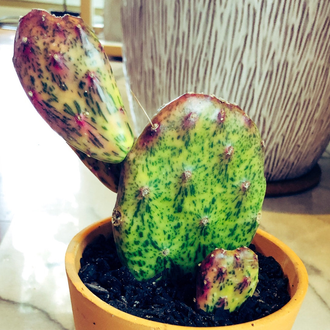 Opuntia Sunburst Cactus, opuntia, cactus, succulent, live plant, cactu –  Desert Noir