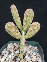 Load image into Gallery viewer, Opuntia Sunburst Cactus, opuntia, cactus, succulent, live plant, cactus cutting