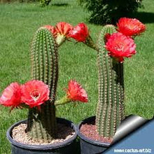 Load image into Gallery viewer, Trichocereus Grandiflorus Hybrid, Echinopsis Grandiflora, cactus flower, cactus, succulent, live plant