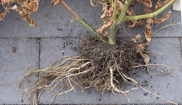 succulent propagation rooting hormone Root Stimulating Powder, Desert Noir Special Blend, root stimulator, r
