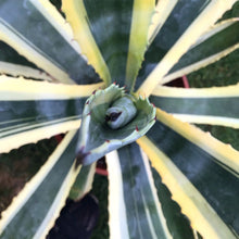 Load image into Gallery viewer, Agave Americana, Marginata, Variegated, Century Plant