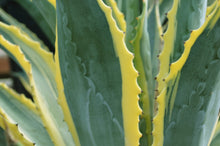 Load image into Gallery viewer, Agave Americana, Marginata, Variegated, Century Plant
