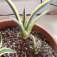 Load image into Gallery viewer, Agave Americana, Marginata, Variegated, Century Plant