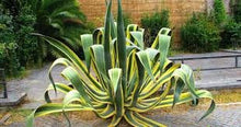 Load image into Gallery viewer, Agave Americana, Marginata, Variegated, Century Plant