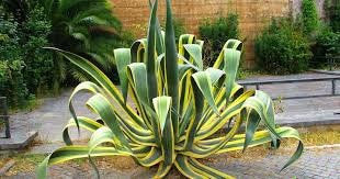 papalote agave Mezcalosfera | Papalote main image 1