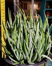 Load image into Gallery viewer, Blue Elf Aloe
