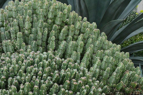 spurge succulent Resin Spurge, Euphorbia Resinifera, cactus, succulent – Desert Noir