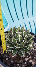 Load image into Gallery viewer, Agave Victoriae-Reginae – Queen Victoria Agave Live Succulent, Rare Compact Rosette, Drought-Tolerant Desert Plant