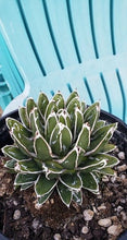 Load image into Gallery viewer, Agave Victoriae-Reginae – Queen Victoria Agave Live Succulent, Rare Compact Rosette, Drought-Tolerant Desert Plant