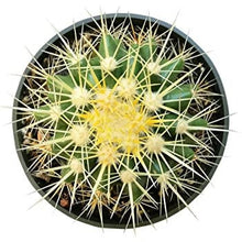 Load image into Gallery viewer, Golden Barrel Cactus – Echinocactus grusonii Live Succulent, Round Desert Cactus, Drought-Tolerant, Rare Landscape Plant