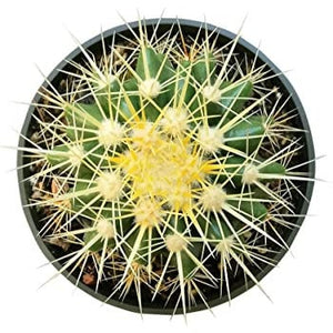 Golden Barrel Cactus, Echinocactus Grusonii, cactus, succulent, live plant