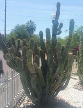 Load image into Gallery viewer, Cereus repandus / Cereus peruvianus