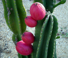 Load image into Gallery viewer, Peruvian Apple Cactus, Cereus Repandus, Cactus, Succulent, Live plant