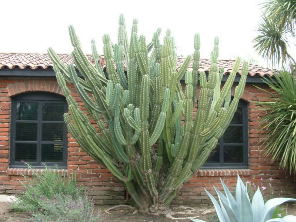 Peruvian Apple Cactus, Cereus Repandus, Cactus, Succulent, Live plant –  Desert Noir