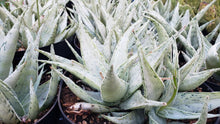 Load image into Gallery viewer, Snow Drift Aloe, Aloe, Live Plant, Succulent
