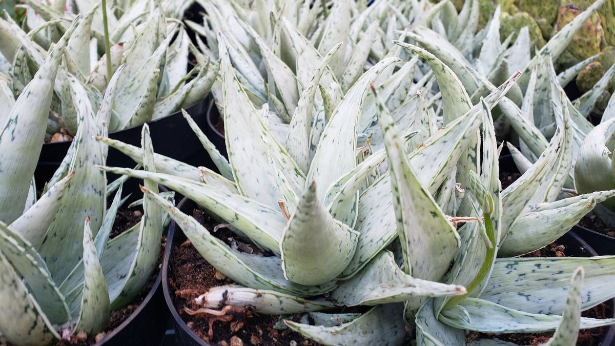 albino aloe vera plant Snow Drift Aloe, Aloe, Live Plant, Succulent – Desert Noir