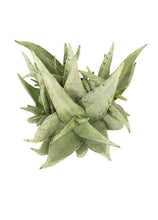 Load image into Gallery viewer, Snow Drift Aloe, Aloe, Live Plant, Succulent