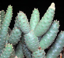 Load image into Gallery viewer, Tephrocactus articulatus var. Strobiliformis
