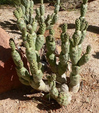 Load image into Gallery viewer, Tephrocactus articulatus var. Strobiliformis