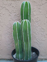 Load image into Gallery viewer, Pachycereus marginatus, Fence Post Cactus, Cactus, Succulent, Live plant