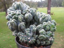 Load image into Gallery viewer, Ming Thing, Cereus Forbesii Monstrose