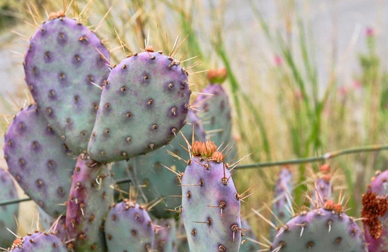 buy purple prickly pear cactus Baby Rita Cactus – Santa Rita Purple Prickly Pear Opuntia Hybrid, Rare – Desert Noir