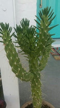 Load image into Gallery viewer, Eve's Pin, Austrocylindropuntia subulata,