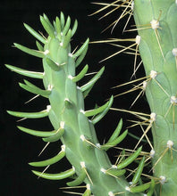Load image into Gallery viewer, Eve's Pin, Austrocylindropuntia subulata,