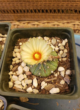 Load image into Gallery viewer, Astrophytum asterias cactus