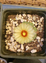 Load image into Gallery viewer, Astrophytum asterias cactus
