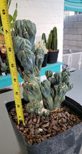 Load image into Gallery viewer, Ming Thing, Cereus Forbesii Monstrose

