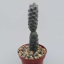 Load image into Gallery viewer, Tephrocactus articulatus v inermis, Pine Cone Cactus, Cactus, succulent