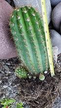 Load image into Gallery viewer, Trichocereus Grandiflorus Hybrid, Echinopsis Grandiflora, cactus flower, cactus, succulent, live plant