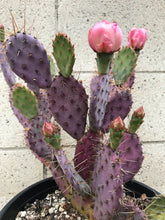 Load image into Gallery viewer, Baby Rita Cactus – Santa Rita Purple Prickly Pear Opuntia Hybrid, Rare Dwarf Cactus, Colorful Cold Hardy Live Plant