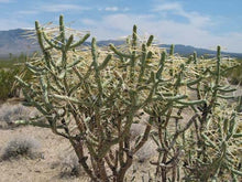 Load image into Gallery viewer, Pencil Cholla, Cylindropuntia ramosissima, cactus, succulent