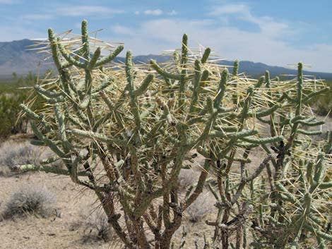 pencil cactus with thorns Pencil Cholla, Cylindropuntia ramosissima, cactus, succulent
