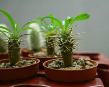 Load image into Gallery viewer, Madagascar Palm – Pachypodium lamerei Live Succulent Tree, Rare Spiny Trunk Plant, Tropical Desert Look, Indoor or Patio