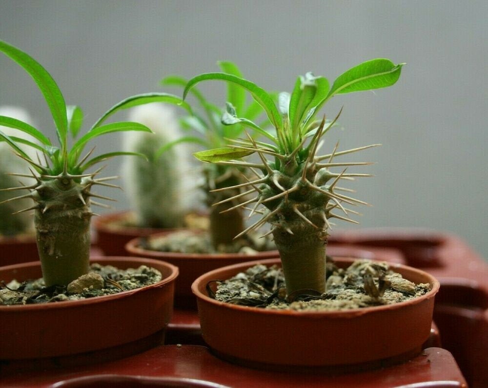 Madagascar Palm – Pachypodium lamerei Live Succulent Tree, Rare Spiny –  Desert Noir
