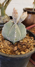 Load image into Gallery viewer, Bishop's cap, Astrophytum myriostigma