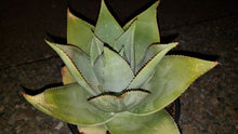 Load image into Gallery viewer, Ghost Aloe, Aloe Striata