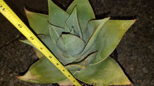Load image into Gallery viewer, Ghost Aloe, Aloe Striata