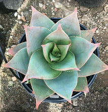 Load image into Gallery viewer, Ghost Aloe, Aloe Striata